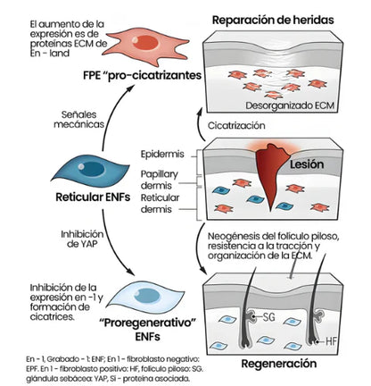 Spray para cicatrices